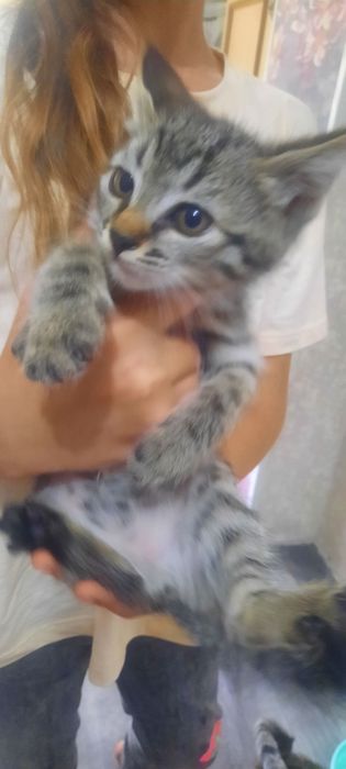 Отдаю котят в добрые руки