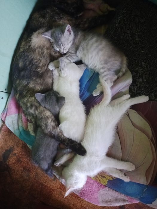 Отдам Котя в хорошие руки