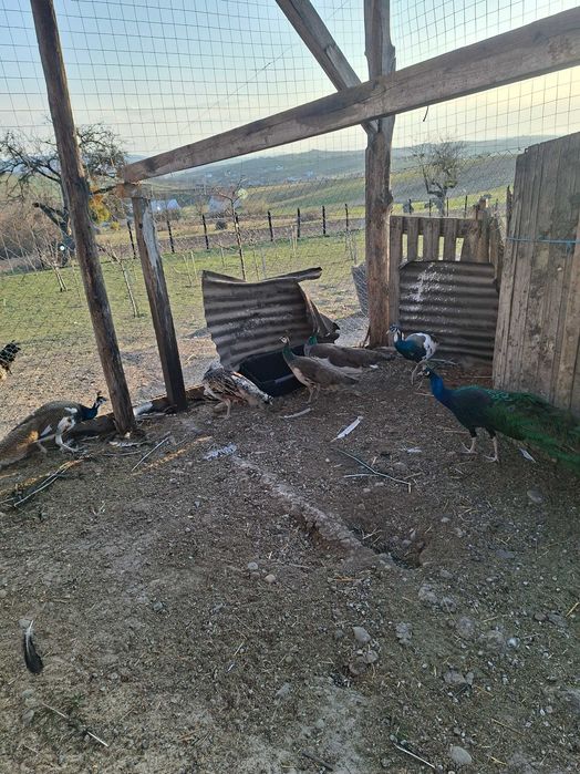 Vand  pereche de pauni