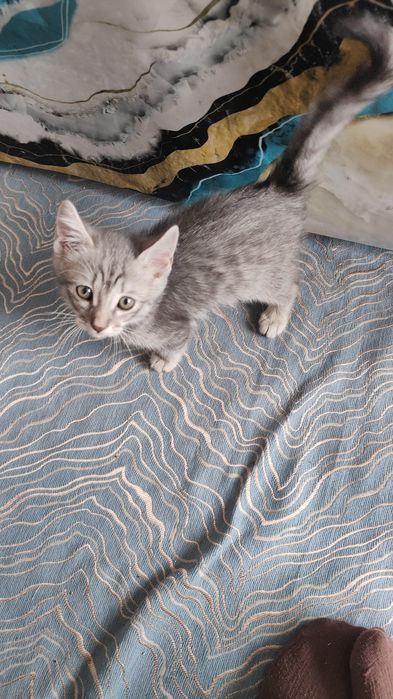 Отьдам домащный шотландский кошка