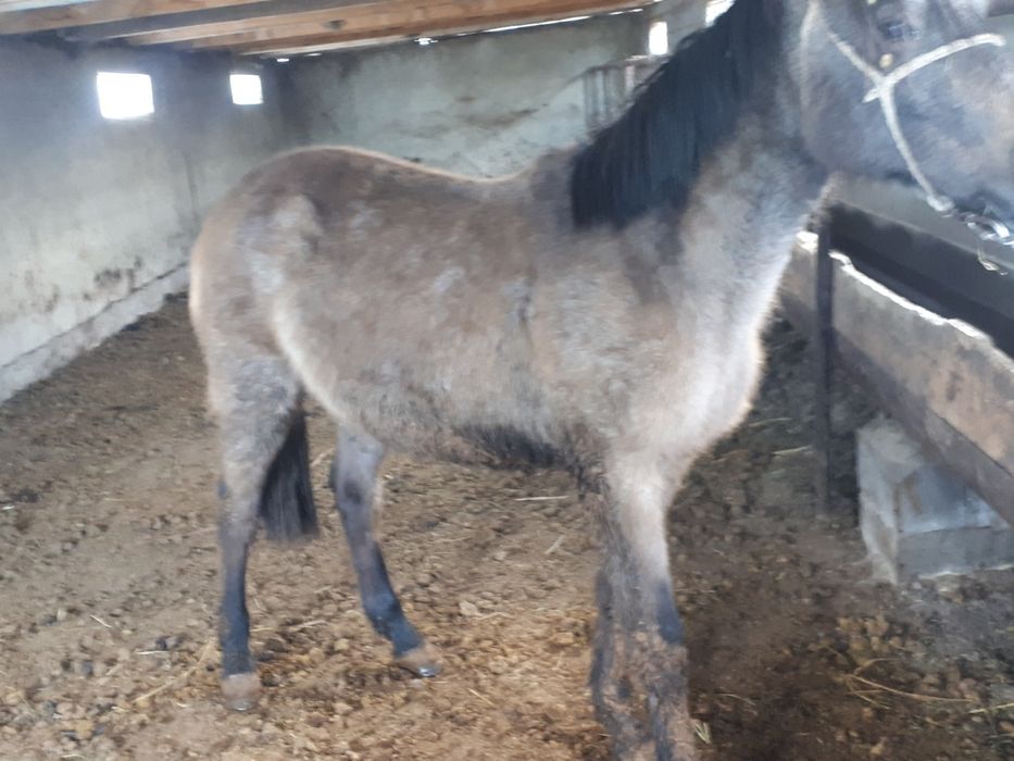 1.5 жасар бордақы