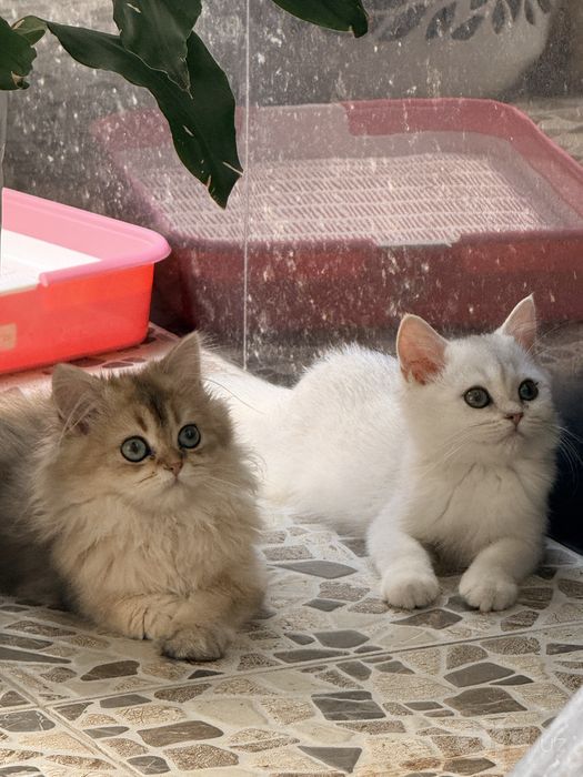 На продаже золотый шиншиллы