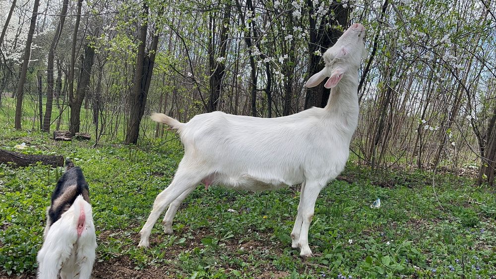 Capre Sannen prima fătare
