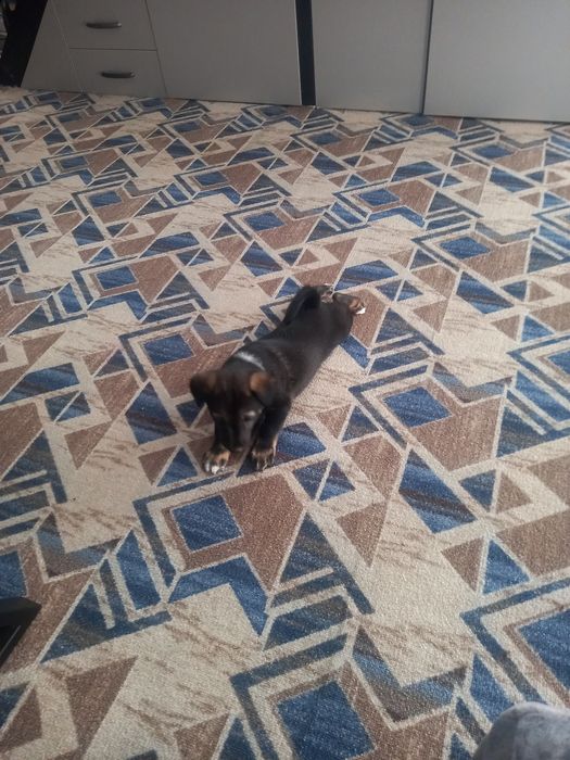 Отдам Щенок девочка.