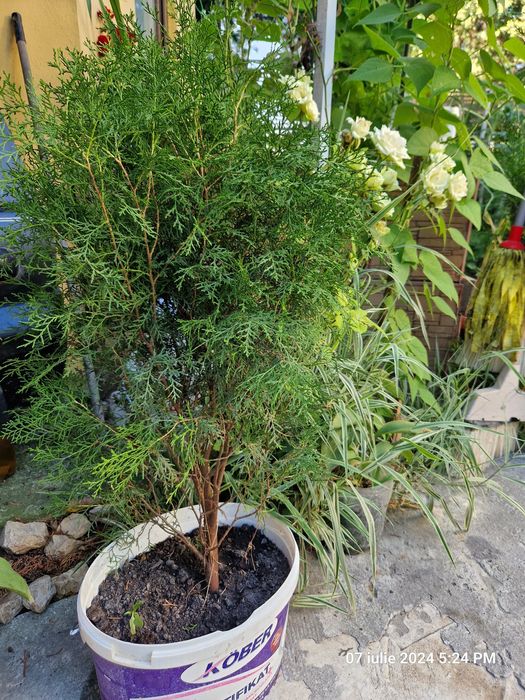 Puieti de tuia 1m,2m,Smochin  Lacramioare in ghiveci, flori de interi