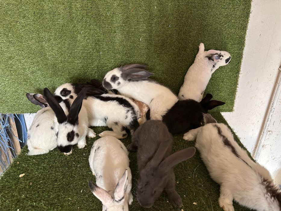 Pui de iepurasi de vanzare