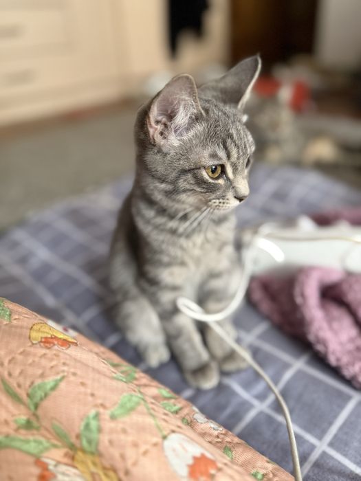 Отдам котят в добрые руки