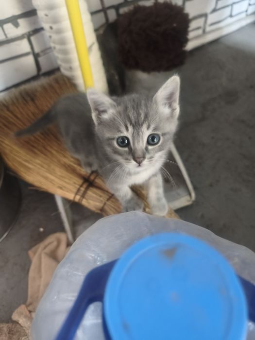 Милые котята ищут доброго хозяина