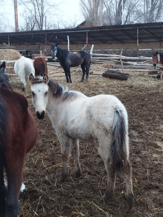 Тайлар сатам 5 бас.