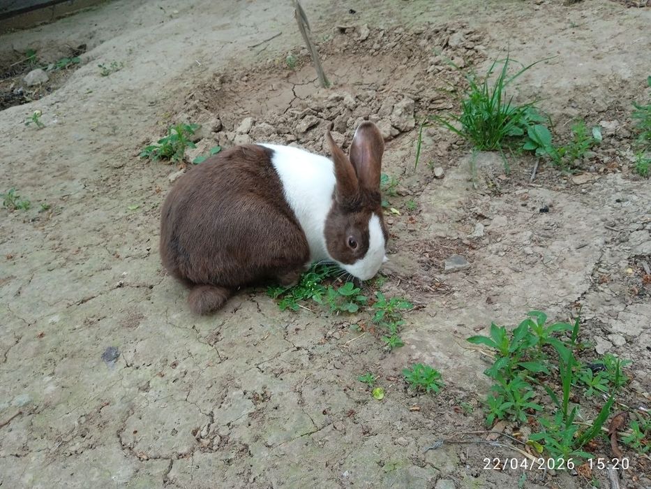 Panda karlik quyon 1 ta par