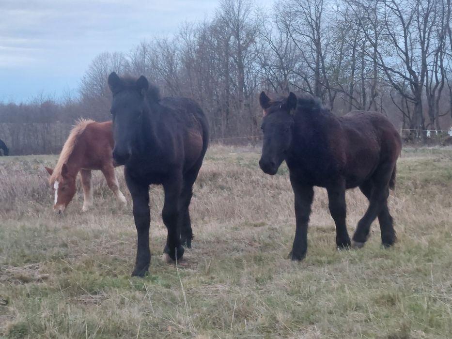 Se vand manji negri de 6 luni