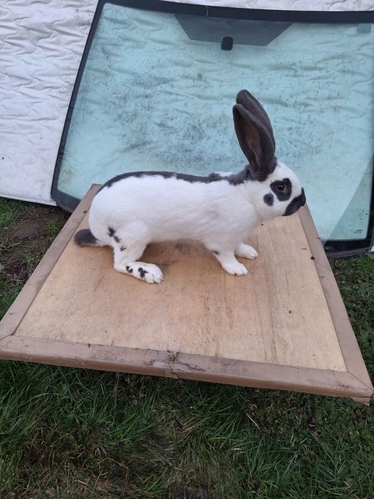 Mascul fluture german disponibil