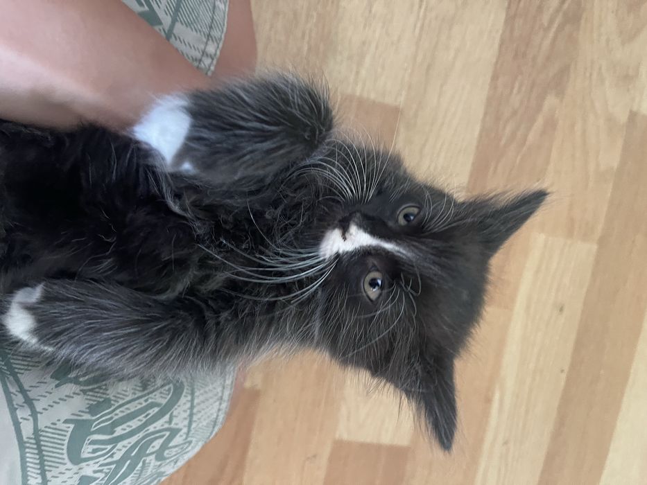 котёнок мальчику