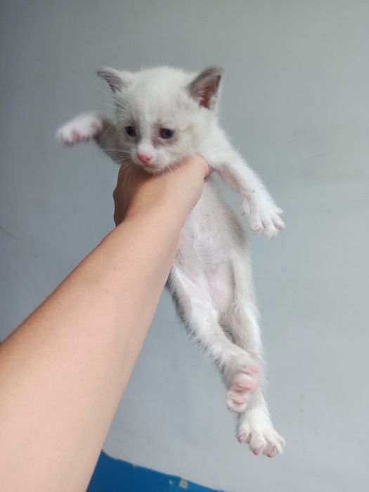 Котята сиамские в добрые руки