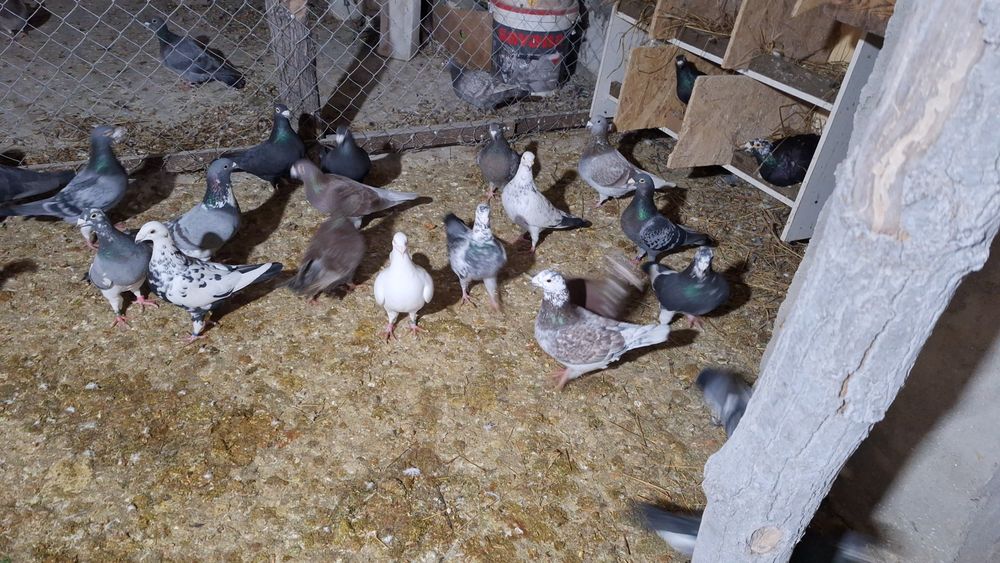 Vând porumbei voiajori maturi și tineri