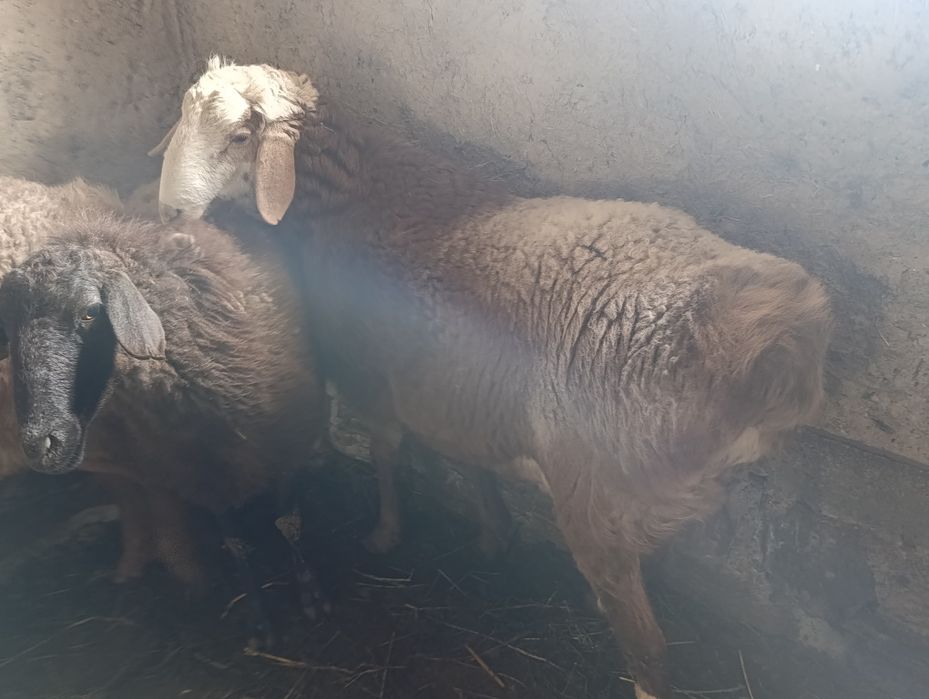 Продаётся сельхоз животные