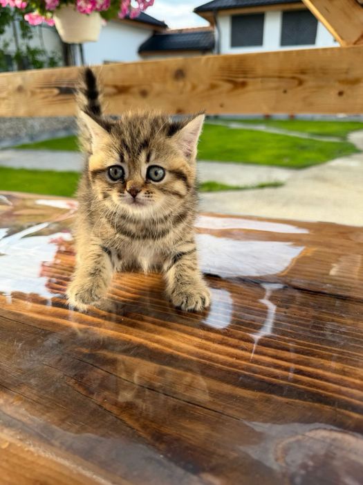 American shorthair cu pedigree