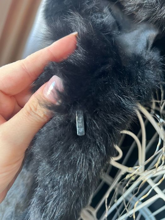 Blana naturala s/m nepurtata noua