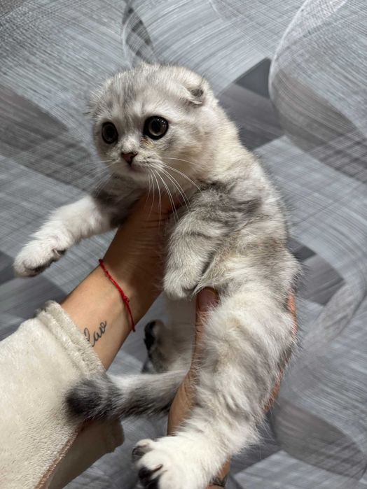 шикарная мраморная малышка