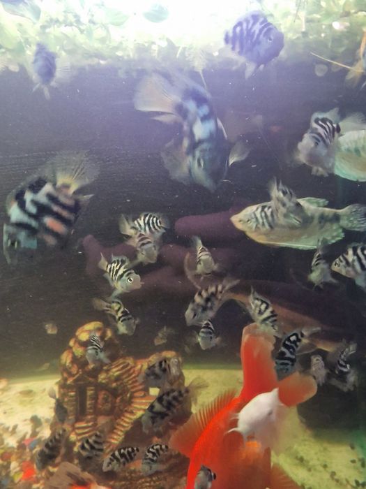 Продам сапфировых попугайчиков.