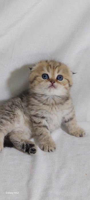 Продаются  котята  страйт  уже  все знают  на пять
