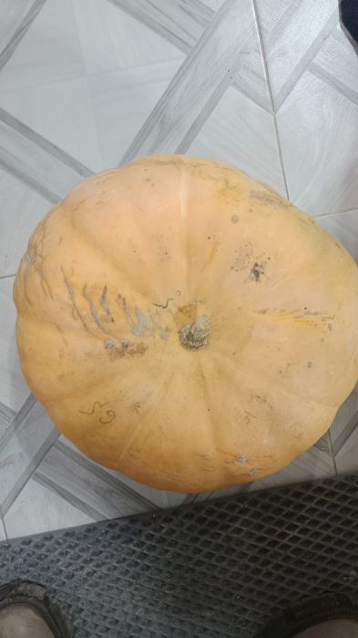Тыква домашняя  чищенная