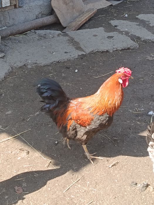 Продам молодых петухов