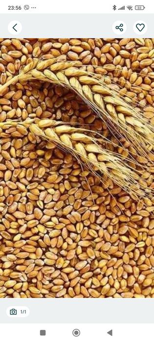 Царевица, Ечемик, Пшеница реколта 2025