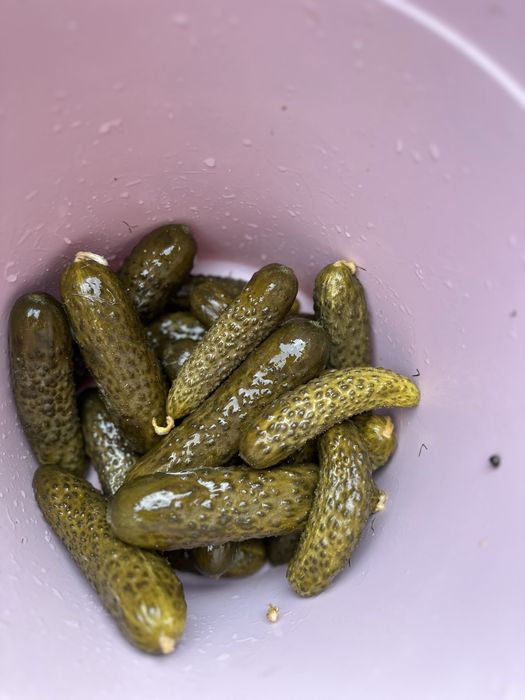 Castraveti murati la saramura