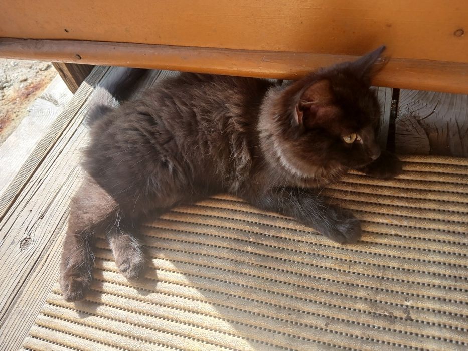 Отдаём котёнка в хорошие руки.