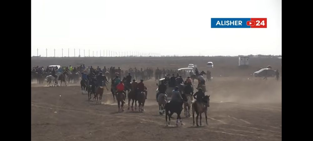 Uloqchi OT sotiladi qora peshana oq