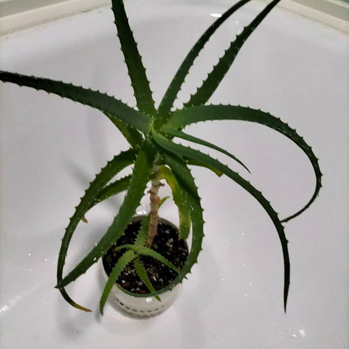 Алоэ лечебное не дорого