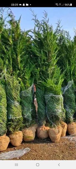 Laylandi mesteacăn platan tei stejar