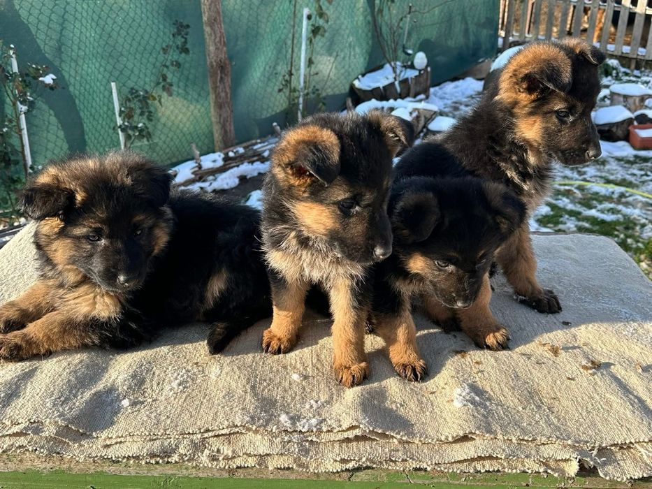 Немски овчарки - момиченца