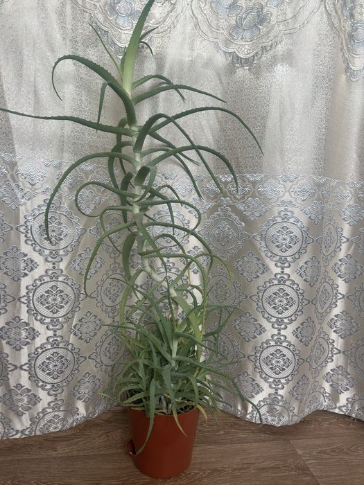 Цветы для дома