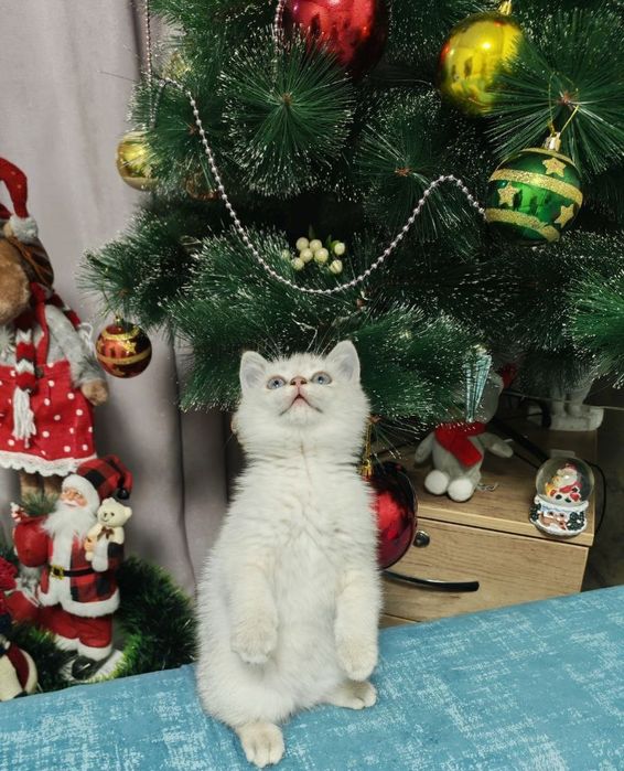 Котята продаю страйт