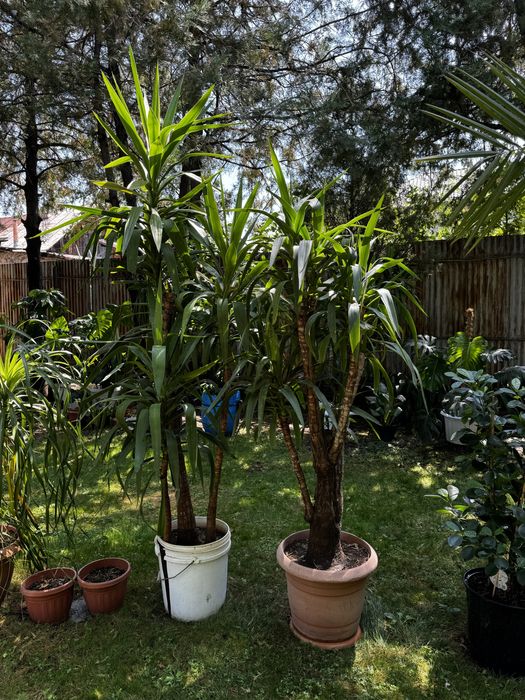 Гигантские пальмы Юкка