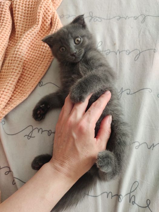 Котенок в добрые руки