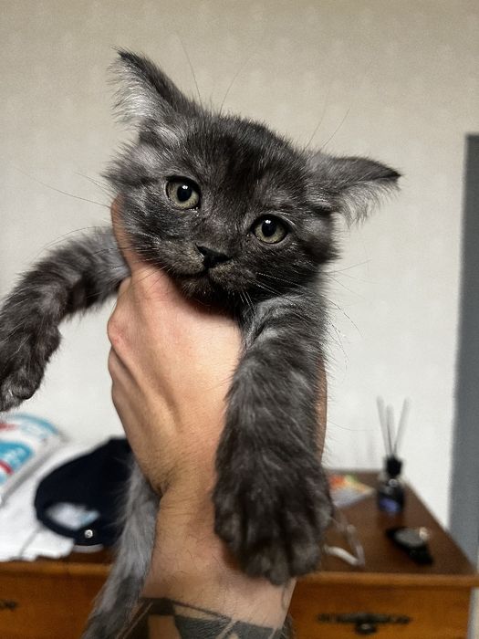 Отдам котят в добрые руки