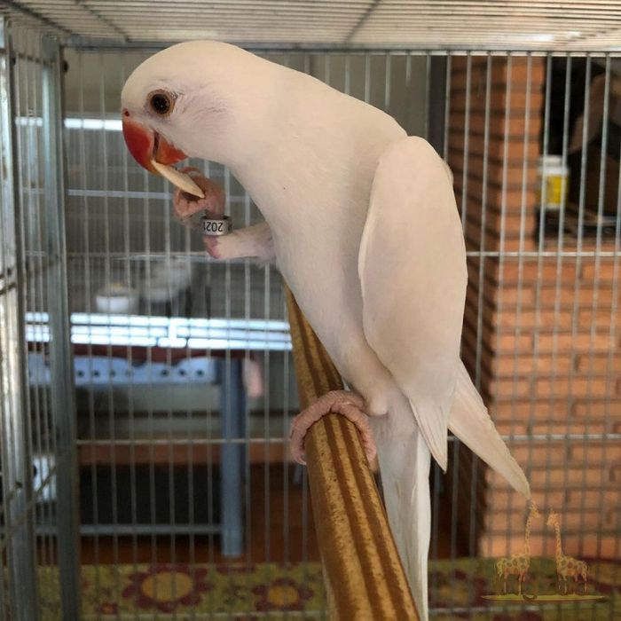 Обмен птиц на волнистых