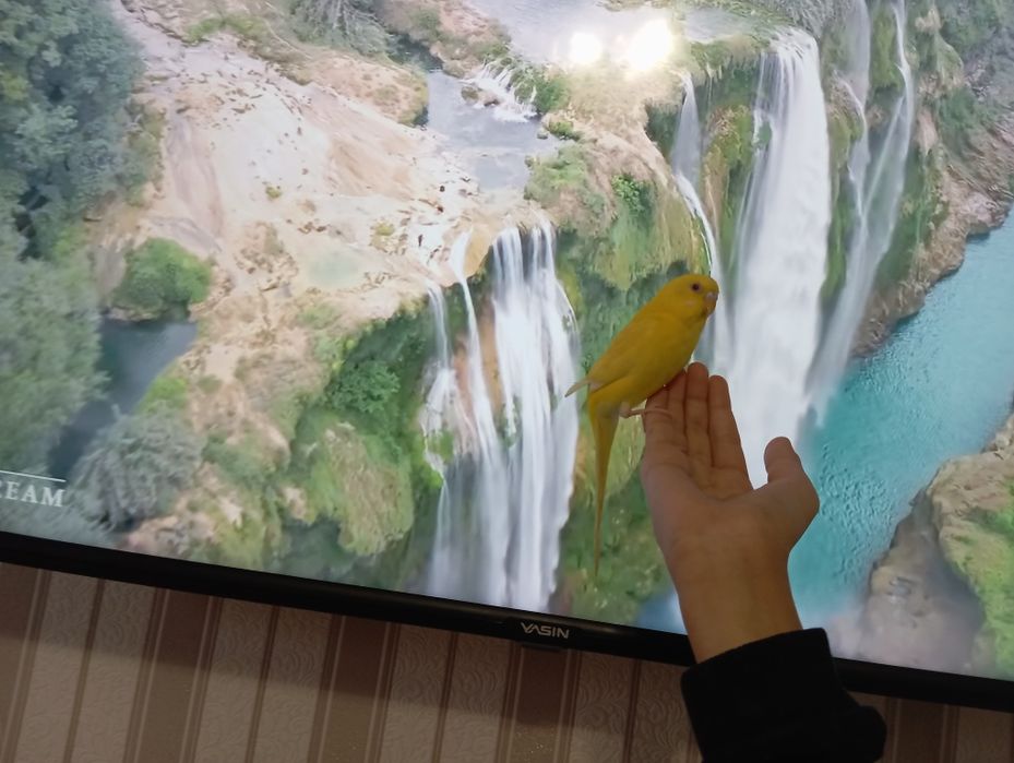 Продаётся попугай