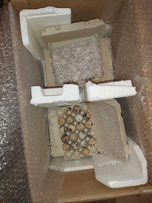 Oua prepelita pentru incubat rasa Jumbo Gold