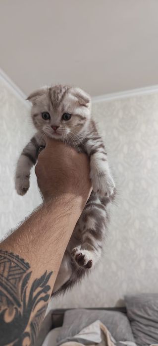 Продам породистые котят