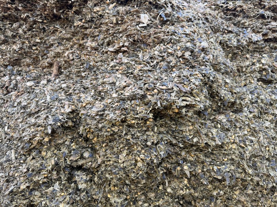 Porumb siloz 2024 si 2025