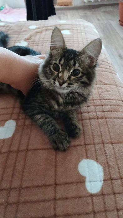 Бесплатно отдам мальчика кота