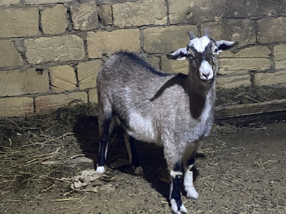 Занен ешкілер сатылады.