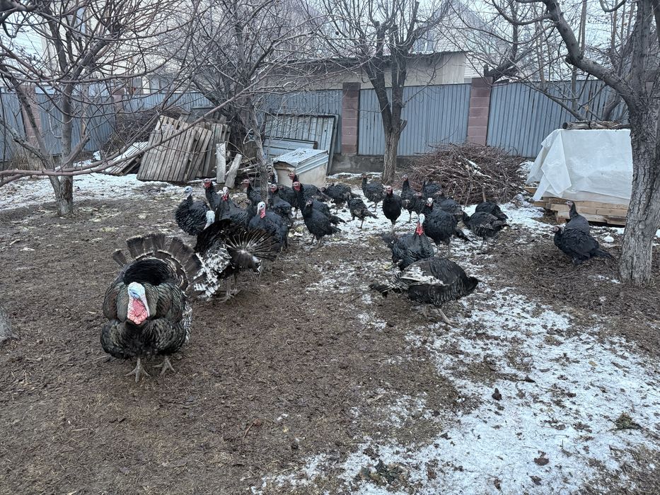 Продаётся индюки сатылымда индюктар