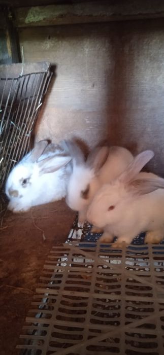 Кролики 1,5 месячные