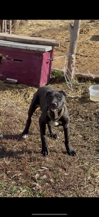 Пидбул 4,5 айлық еркек