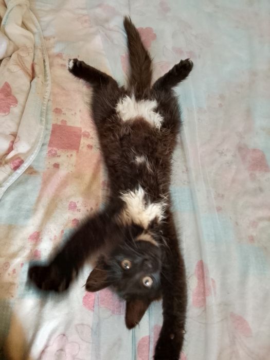 Отдам котенка добрые руки